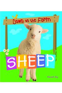 Sheep