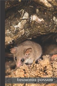 tasmania possum
