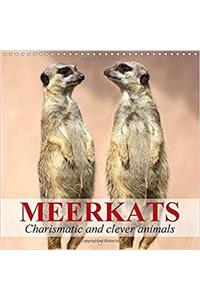 Meerkats - Charismatic and Clever Animals 2017