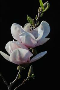 Mississippi State Flower - Magnolia Journal