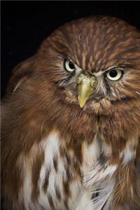 Austral Pygmy Owl Journal