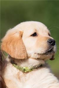 Golden Retriever Puppy Portrait Journal