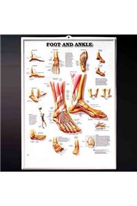Foot & Ankle