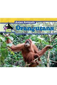 Orangutans