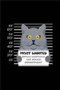Most wanted british shorthair cat police