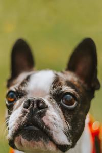French Bulldogs Dog Pup Puppy Doggie Notebook Bullet Journal Diary Composition Book Notepad - Innocent Look