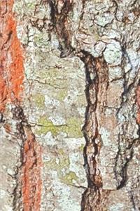 2020 Weekly Planner Oak Tree Cracked Bark Photo 134 Pages