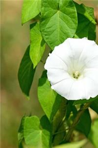 Single Invasive Bindweed Bloom Journal