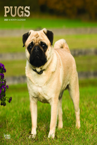 Pugs 2023 Square Foil