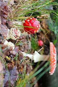 Fly Agaric Mushroom Cluster Journal