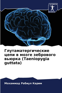 Глутаматергические цепи в мозге зеброво