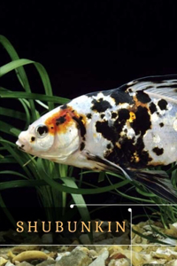 Shubunkin