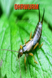 Ohrwurm