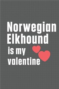 Norwegian Elkhound is my valentine