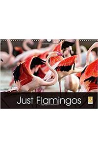 Just Flamingos 2017