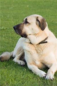 The Anatolian Shepherd Dog Journal