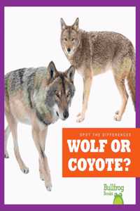 Wolf or Coyote?