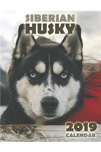 The Siberian Husky 2019 Calendar
