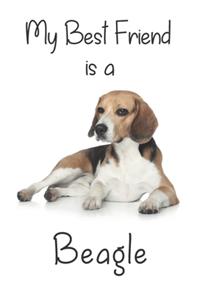 My best Friend is a Beagle