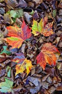 Colorful Leaves in the Fall Journal