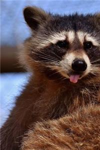Derpy Raccoon Journal