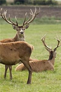 European Deer Notebook