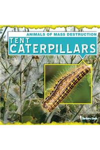 Tent Caterpillars