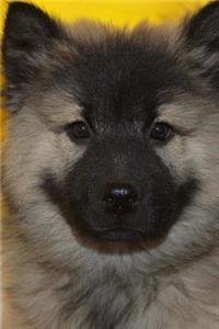 The Eurasier Dog Journal