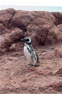 Magellanic Penguin Journal