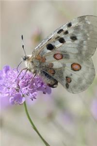 A Delicate Apollo Butterfly Parnassius apollo on a Purple Flower Journal