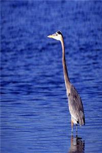 Journal Great Grey Heron Water