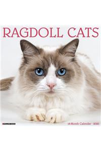 Ragdoll Cats 2020 Wall Calendar
