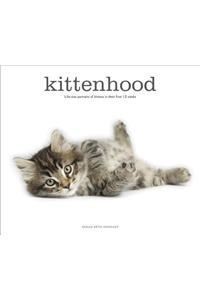 Kittenhood: Life-Size Portraits of Kittens in Their First 12 Weeks