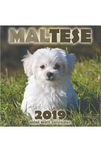 Maltese 2019 Mini Wall Calendar