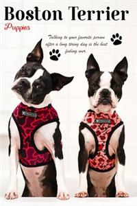Boston Terrier Planner 2020 box