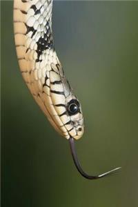 Grass Snake