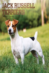 Jack Russell Terriers 2022 Square