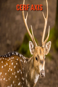 Cerf Axis