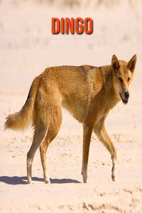 Dingo