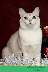 Burmilla Cat Presents