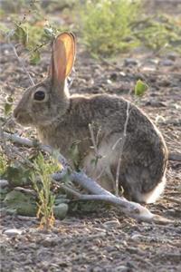 Desert Cottontail Rabbit Journal