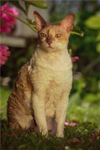 Cornish Rex