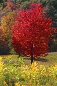 Autumn Red Maple Tree Fall Foliage Journal