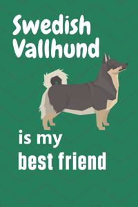Swedish Vallhund is my best friend