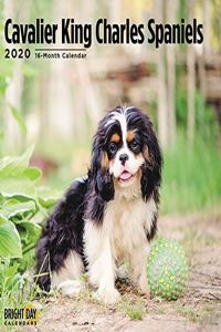 CAVALIER KING CHARLES SPANIEL 2020