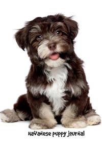 Havanese Puppy Journal