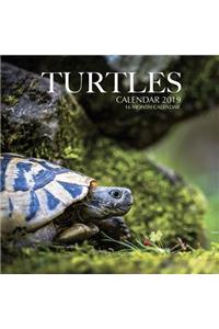 Turtles Calendar 2019