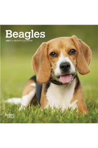 Beagles 2021 Mini 7x7