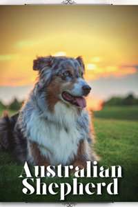 Australian Shepherd