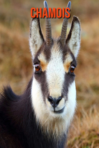 Chamois